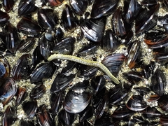 Phyllodocidae