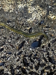 Phyllodocidae