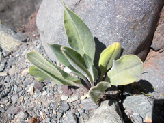 Cynoglossum creticum
