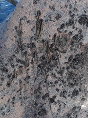 Myriogloea intestinalis