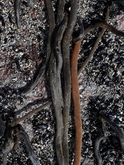 Myriogloea intestinalis