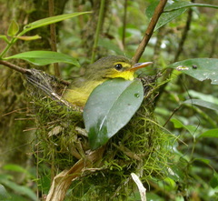 Xanthomixis zosterops