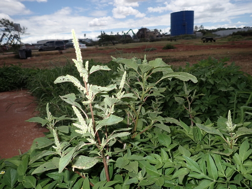Amaranthus retroflexus, 2023-06-30