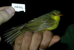 Xanthomixis zosterops