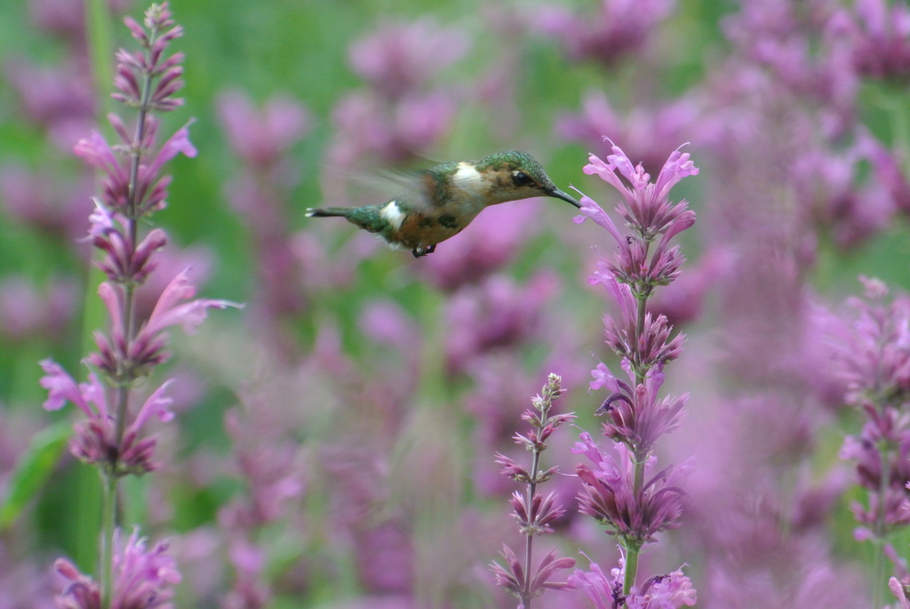 June Hummingbird Sparkling-tailed Hummingbird from Distrito Federal, MX on June 26, 2023 ...