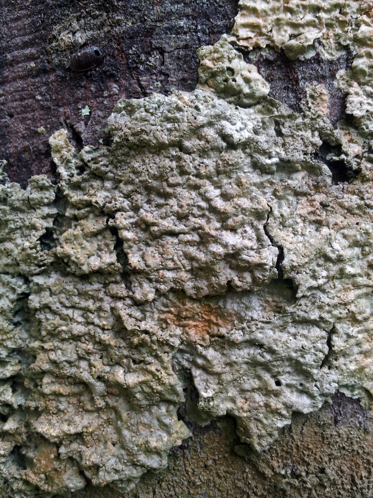 Porinaceae