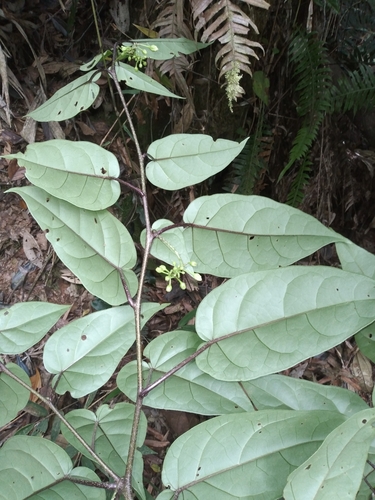 Solanum roseum