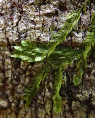 Orthorrhynchium elegans