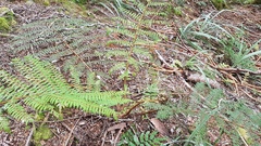 Cyathea colensoi