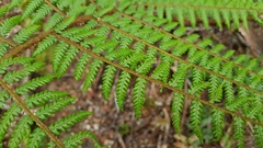 Cyathea colensoi