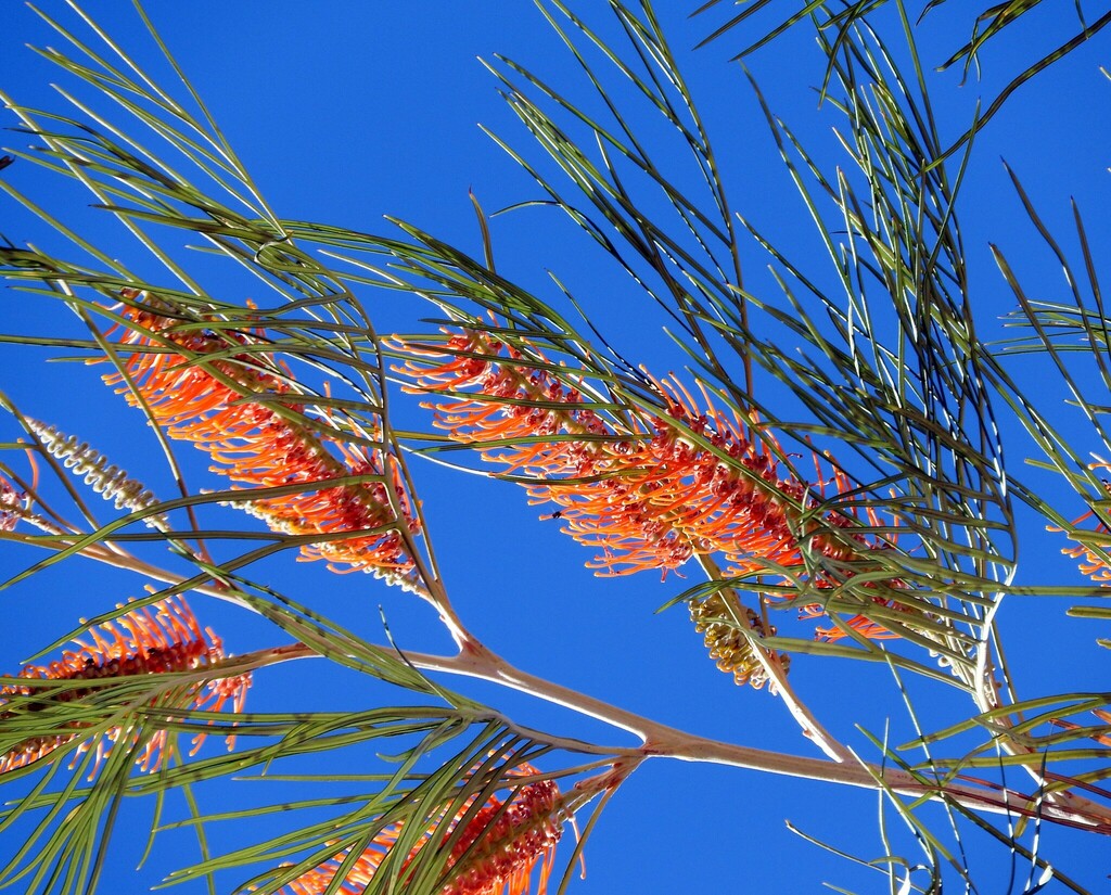 Darwin Silky Oak