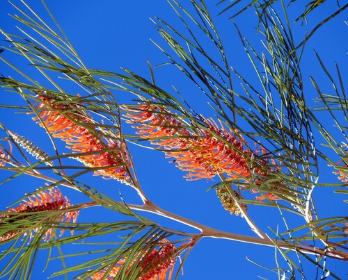 Grevillea pteridifolia Knight