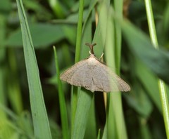 Polypogon tentacularia