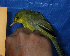 Xanthomixis zosterops