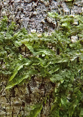 Orthorrhynchium elegans