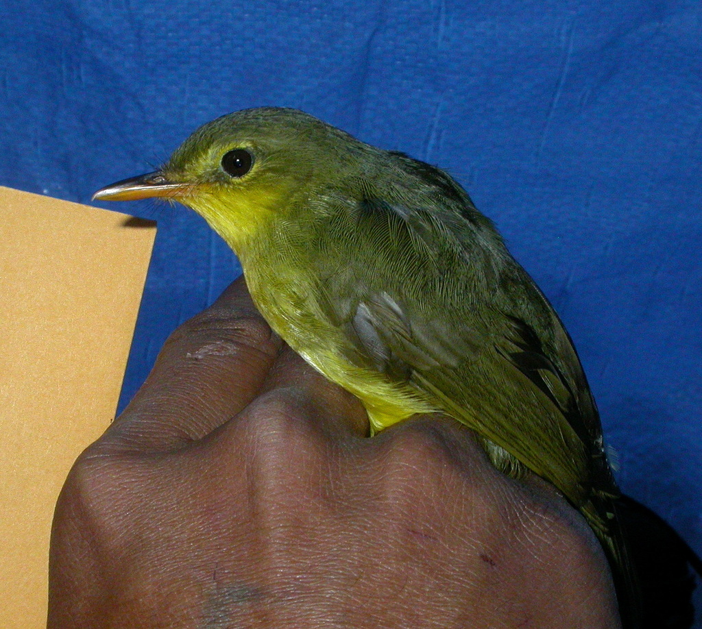 Spectacled Tetraka photo