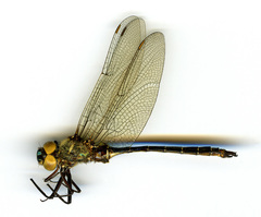 Somatochlora albicincta