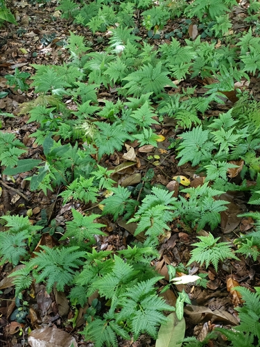 Foto de Samambaia-de-jardim