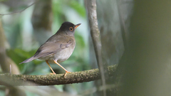 Catharus mexicanus