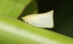 Colgaroides acuminata