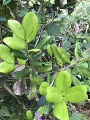 Pimenta racemosa