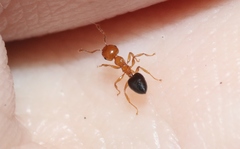 Crematogaster clarior