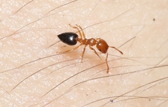 Crematogaster clarior