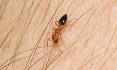 Crematogaster clarior