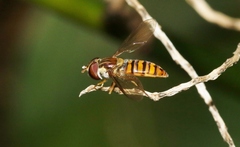 Episyrphus viridaureus