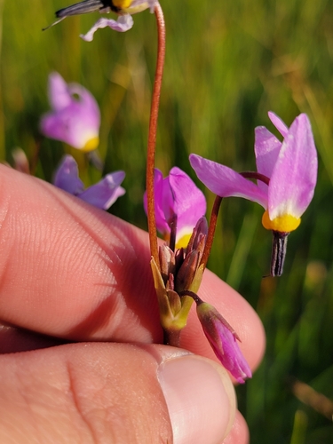 Image of Alpine Shooting Star (Primula tetrandra) by (c) Colin J Pryor, some rights reserved (CC BY)