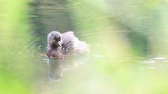 Tachybaptus dominicus