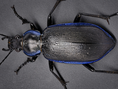 Calosoma externum (Say, 1823)