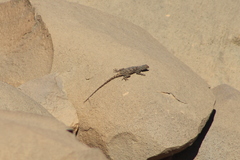 Agama tassiliensis