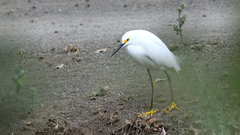 Egretta thula