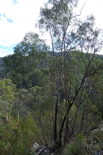 Deua Gum (Eucalyptus wilcoxii)