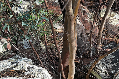 Image of Eucalyptus wilcoxii by (c) Max Campbell, some rights reserved (CC BY)