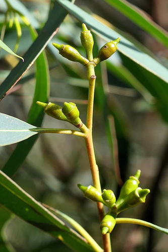 Image of Eucalyptus wilcoxii by (c) Max Campbell, some rights reserved (CC BY)