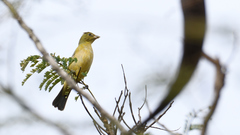 Sporophila morelleti