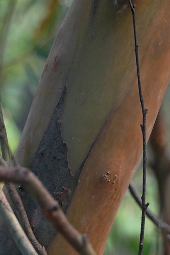 Image of Eucalyptus wilcoxii by (c) Max Campbell, some rights reserved (CC BY)