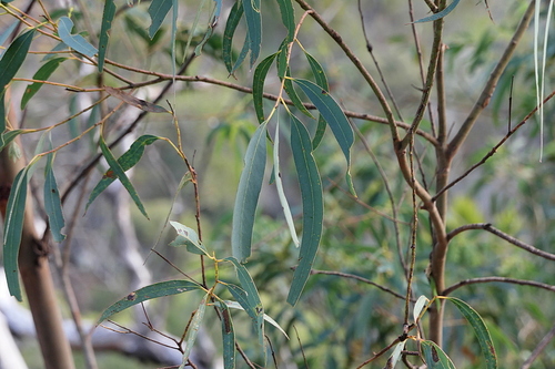 Image of Eucalyptus wilcoxii by (c) Max Campbell, some rights reserved (CC BY)