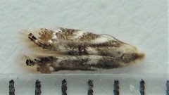Bucculatrix canadensisella