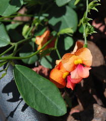 Chorizema diversifolium