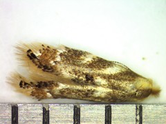 Bucculatrix canadensisella