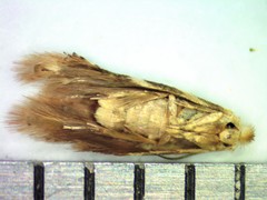 Bucculatrix canadensisella