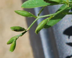 Chorizema diversifolium