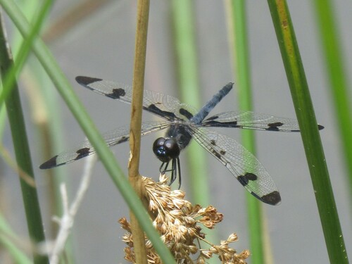 Banded Pennant photo 5