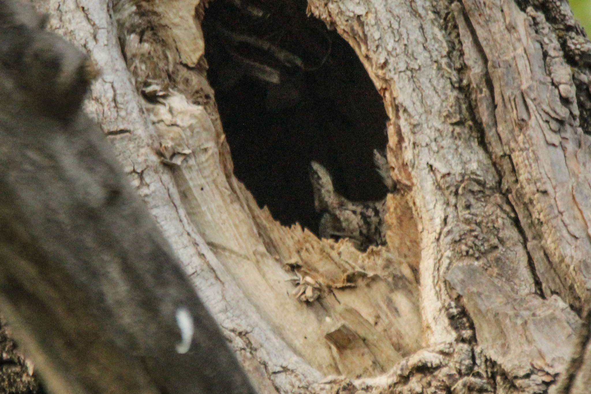 Japanese Scops Owl (Otus semitorques), photo 2