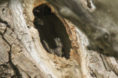 Japanese Scops Owl (Otus semitorques)