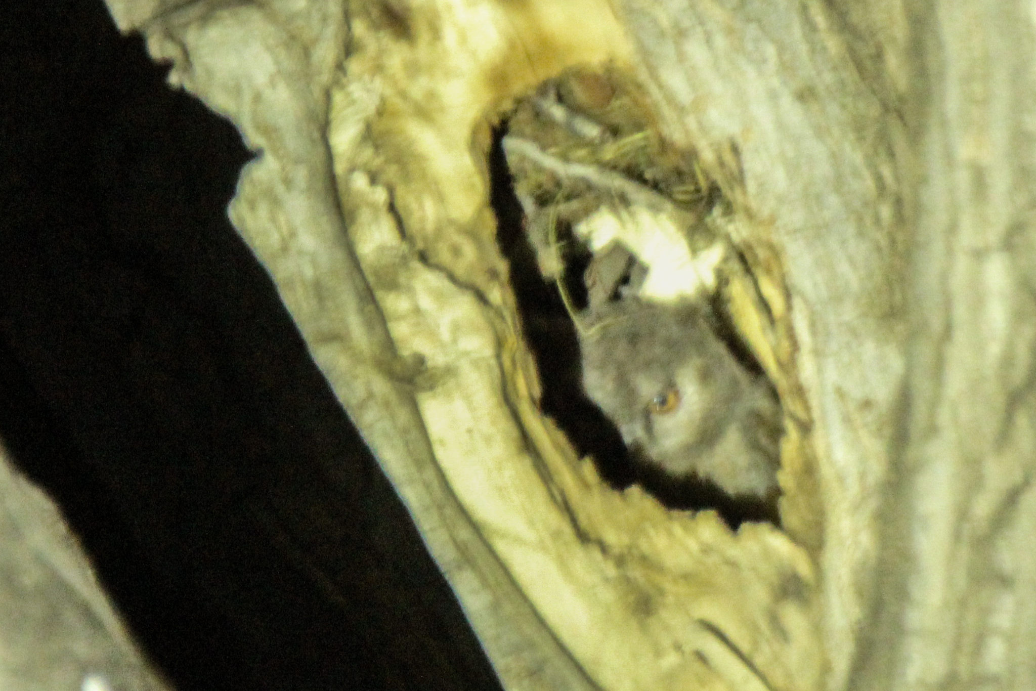 Japanese Scops Owl (Otus semitorques), photo 8