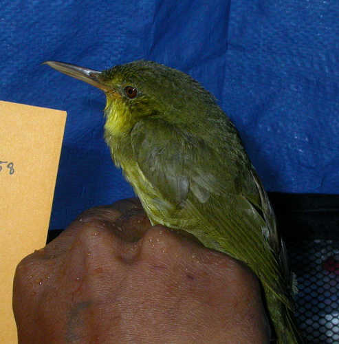 Long-billed Bernieria (Bernieria madagascariensis), photo 10